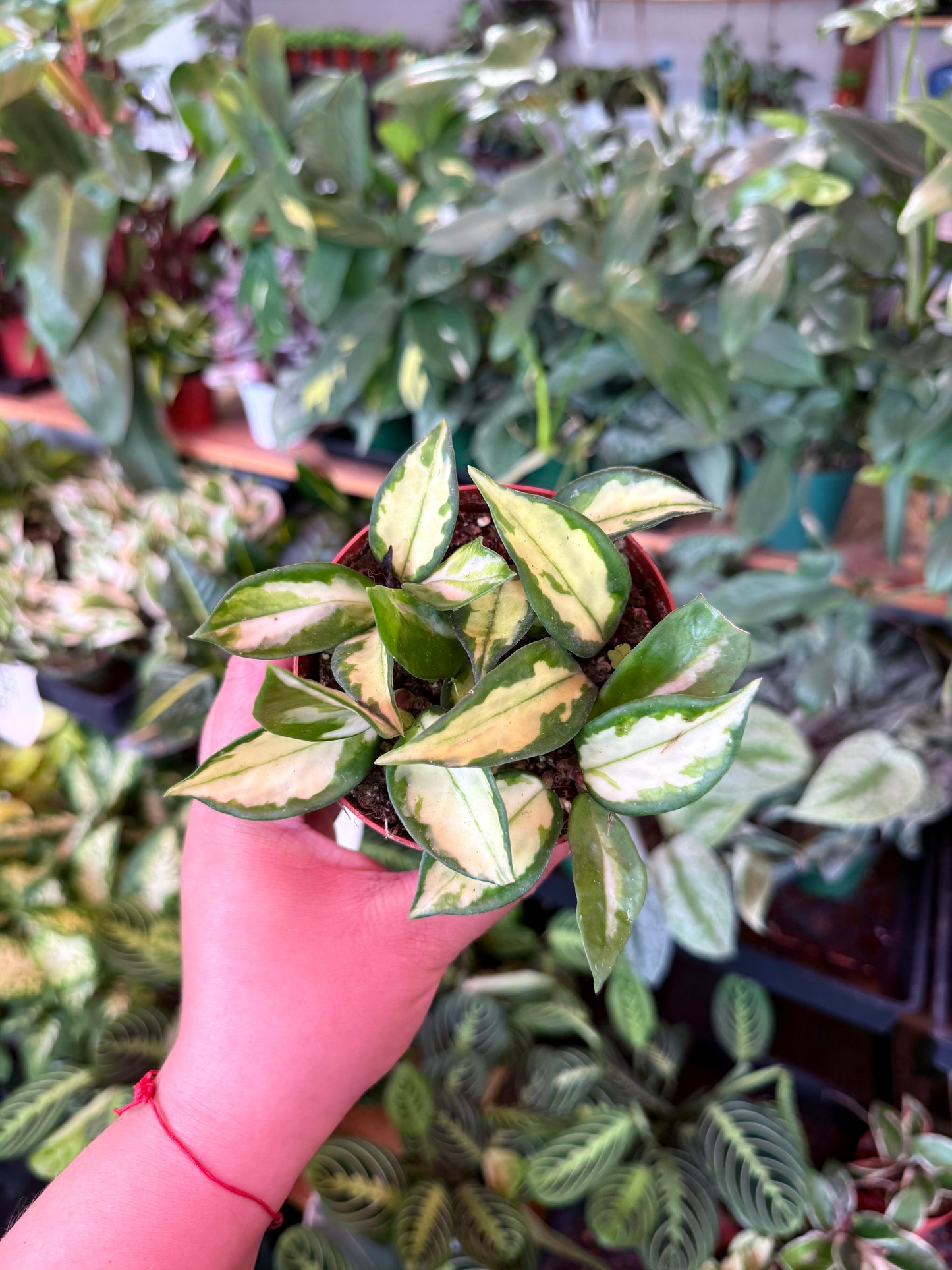 Hoya ‘Tricolor’