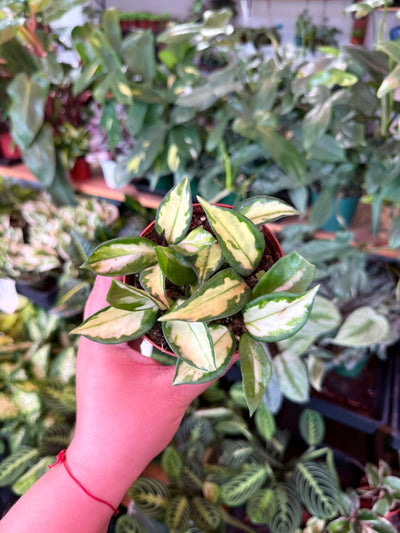 Hoya ‘Tricolor’