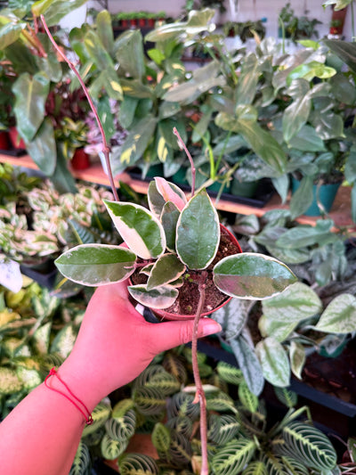 Hoya ‘Krimson Queen’