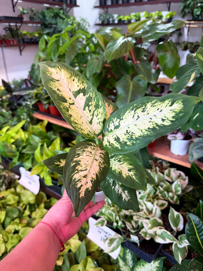 Dieffenbachia ‘Camille’
