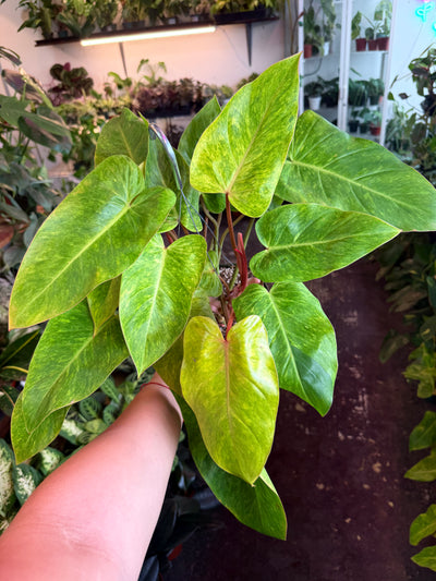 Philodendron Painted Lady
