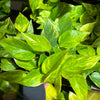 Pothos 'Neon Queen'