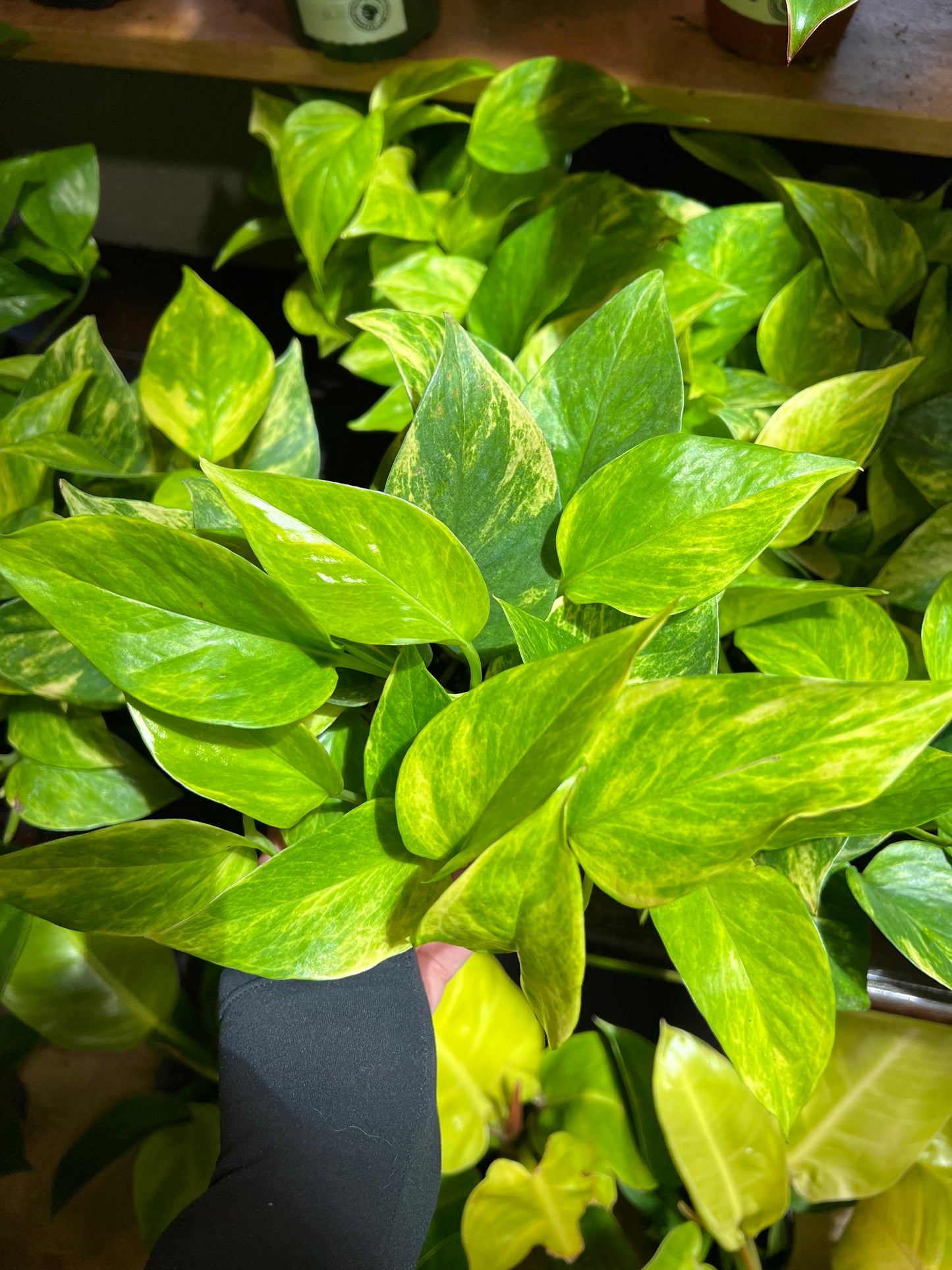 Pothos 'Neon Queen'