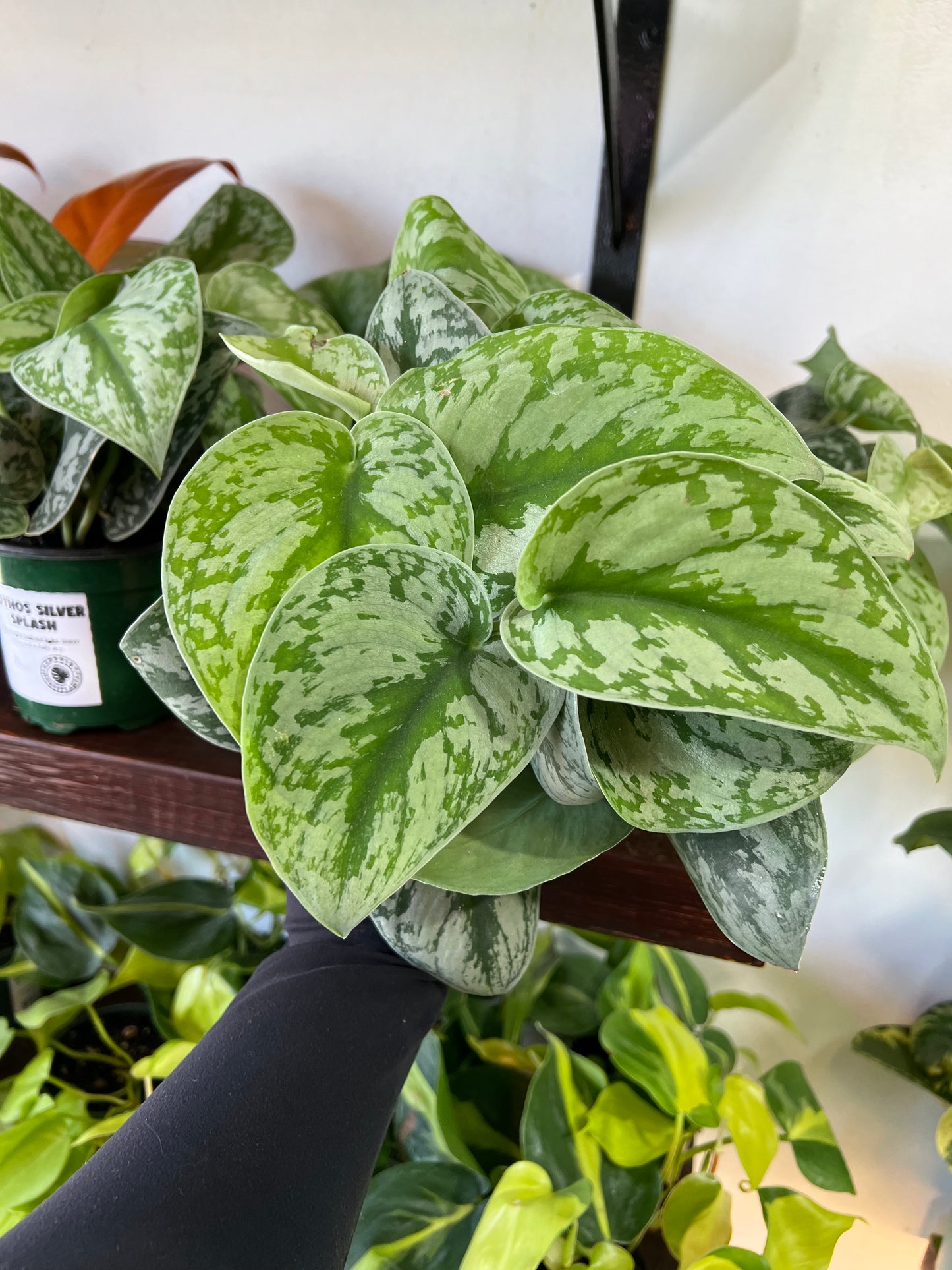 Scindapsus Pictus 'Exotica'