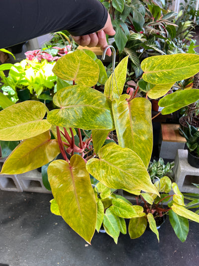 Philodendron Painted Lady