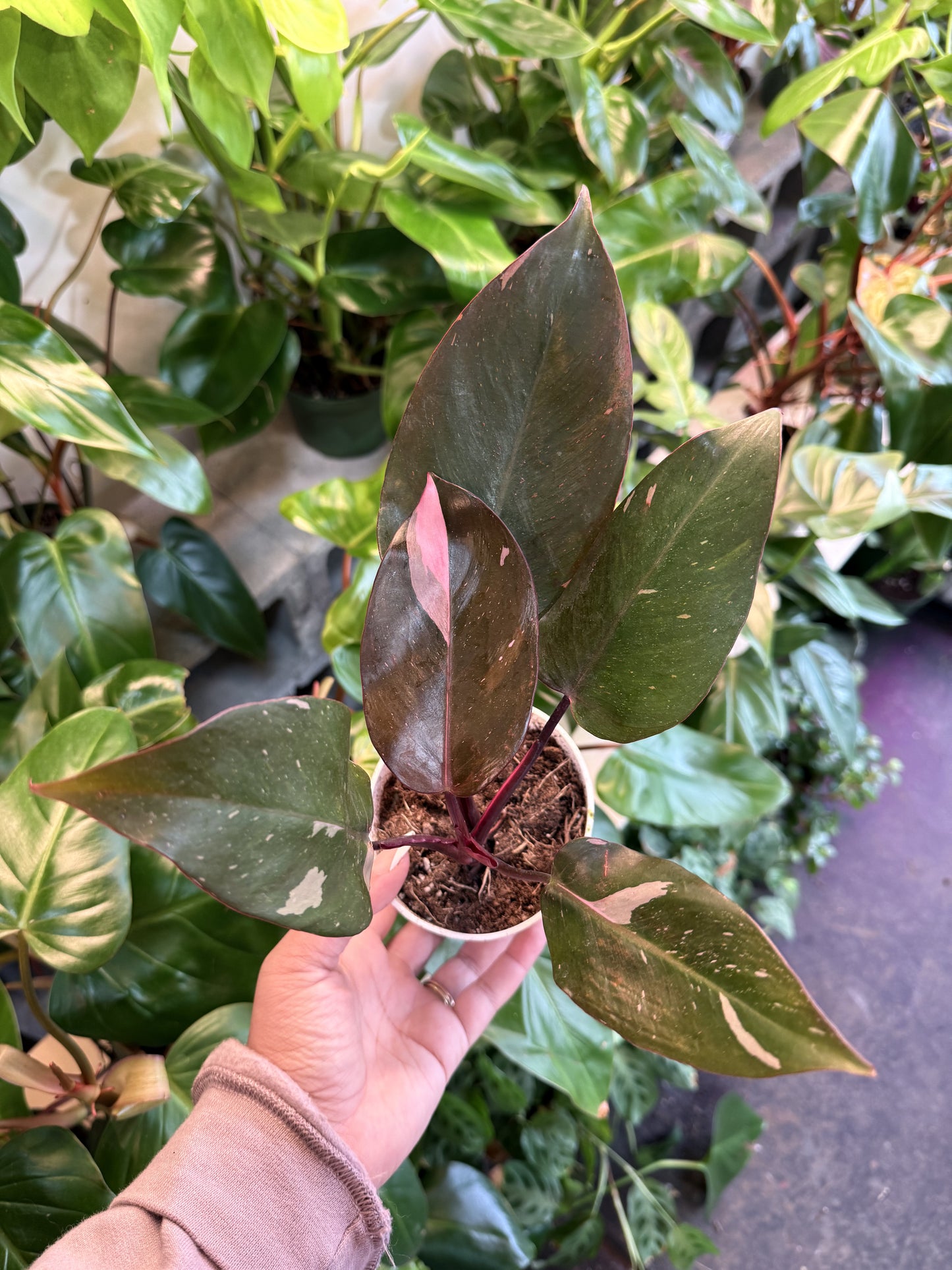 Philodendron 'Pink Princess'