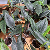 Alocasia 'Scalprum’