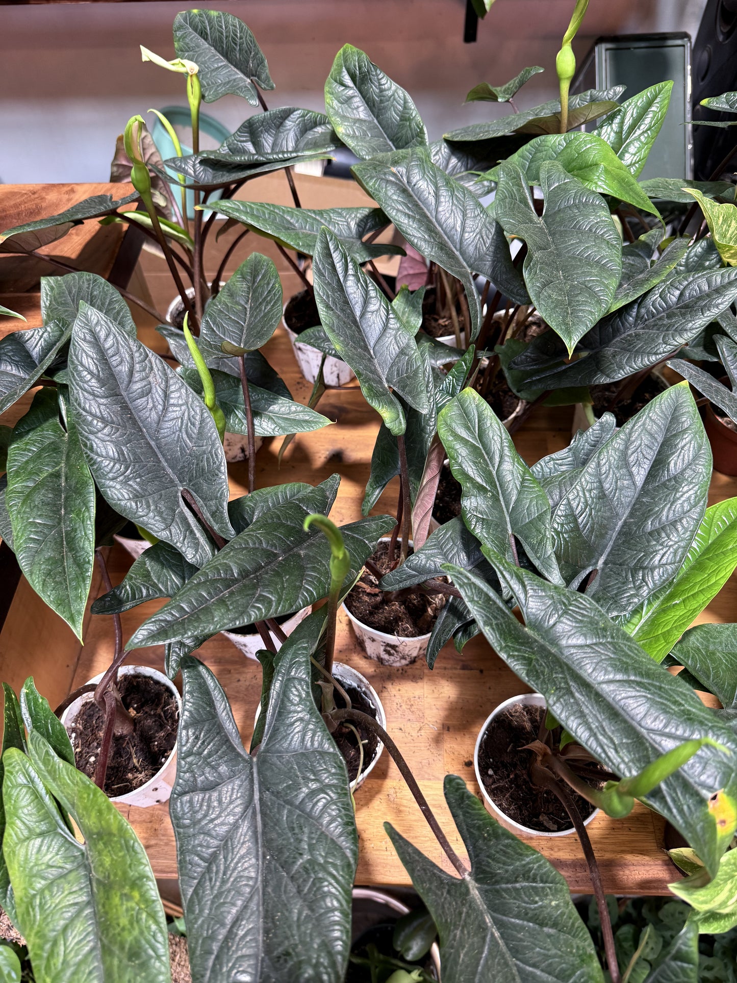 Alocasia 'Scalprum’