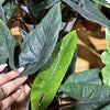Alocasia 'Scalprum’