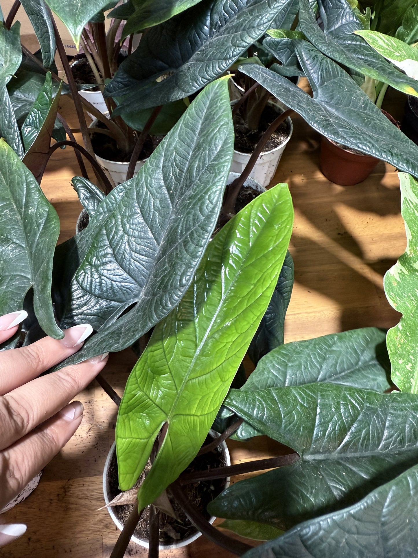 Alocasia 'Scalprum’