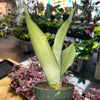 Snake Plant Moonshine