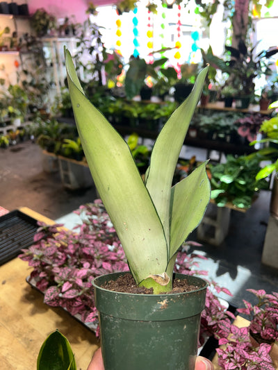 Snake Plant Moonshine