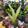 Snake Plant Moonshine