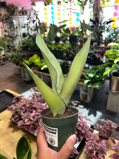 Snake Plant Moonshine