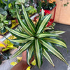 Dracaena ‘Malaika’