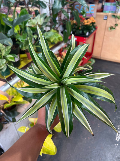 Dracaena ‘Malaika’