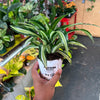 Dracaena ‘Malaika’