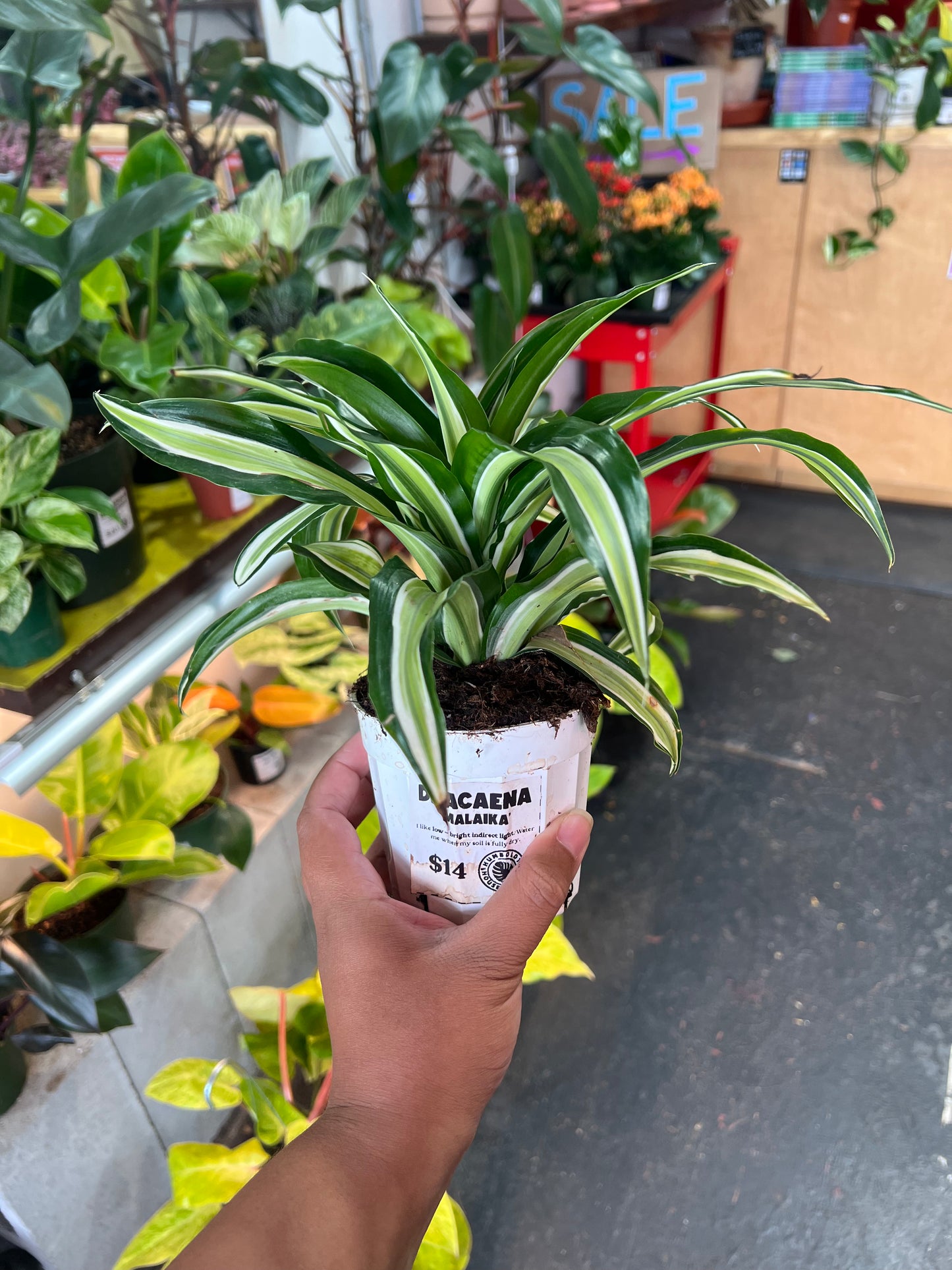 Dracaena ‘Malaika’