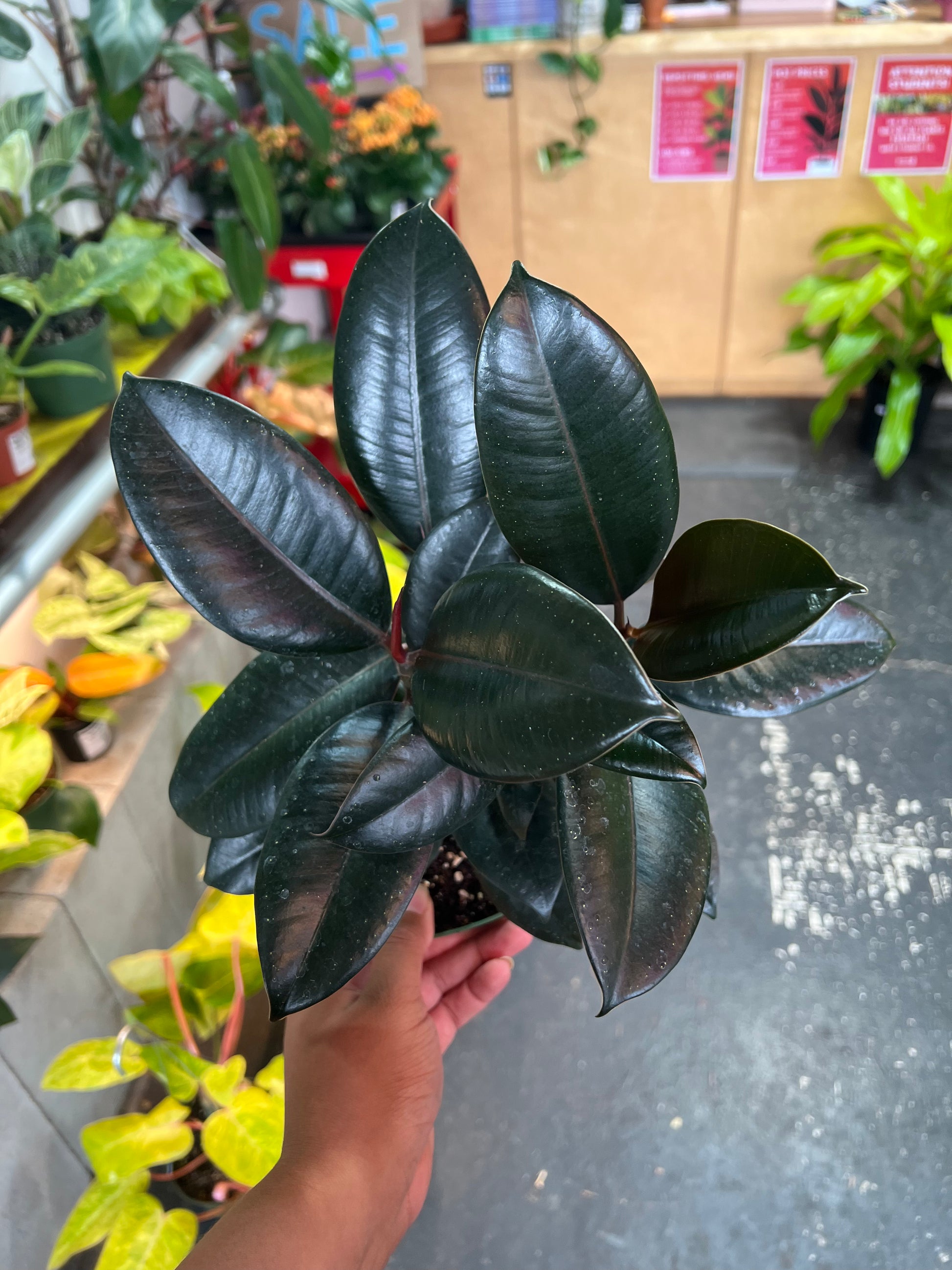 ficus burgundy indoor plant Ficus 'Elastica Burgundy' – Humboldt Houseplants