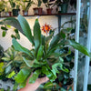 Staghorn Fern