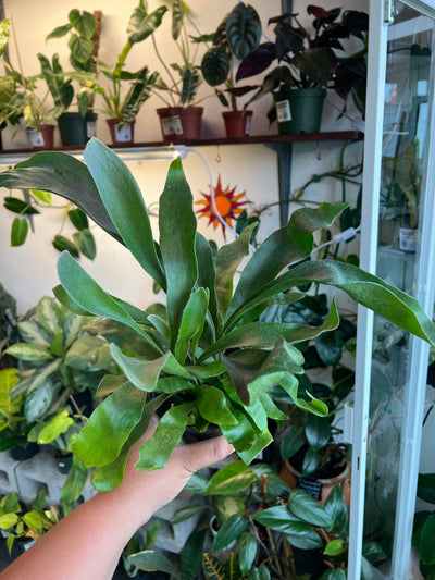 Staghorn Fern