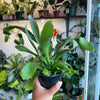 Staghorn Fern
