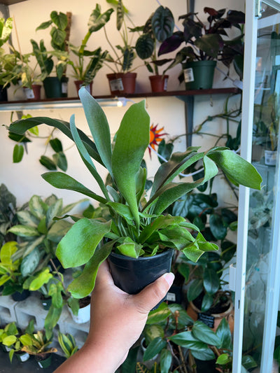Staghorn Fern