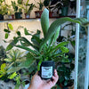 Staghorn Fern