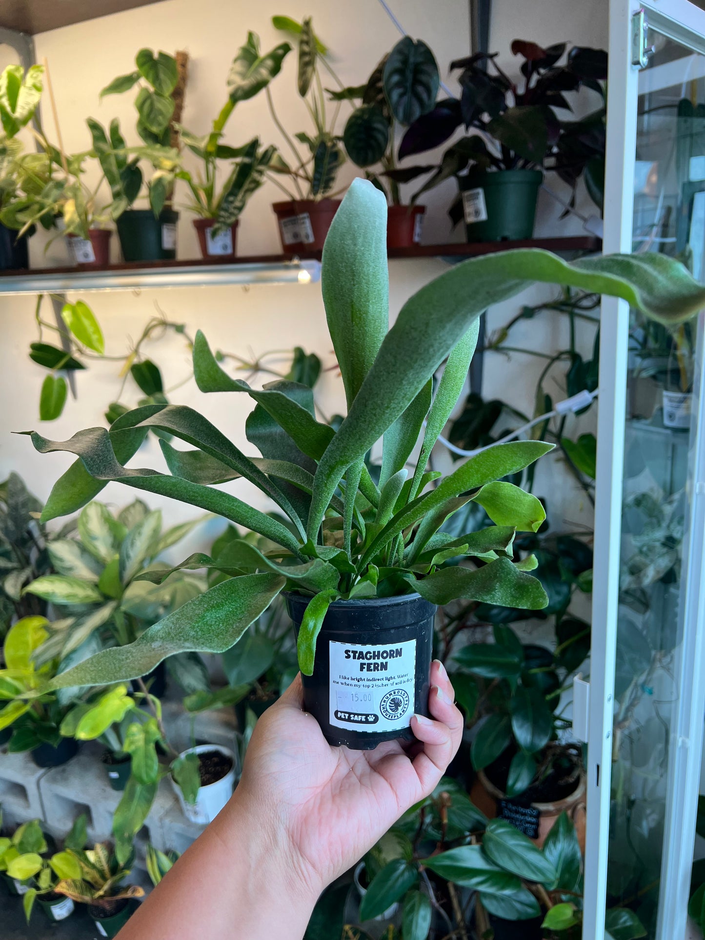 Staghorn Fern