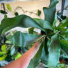 Staghorn Fern