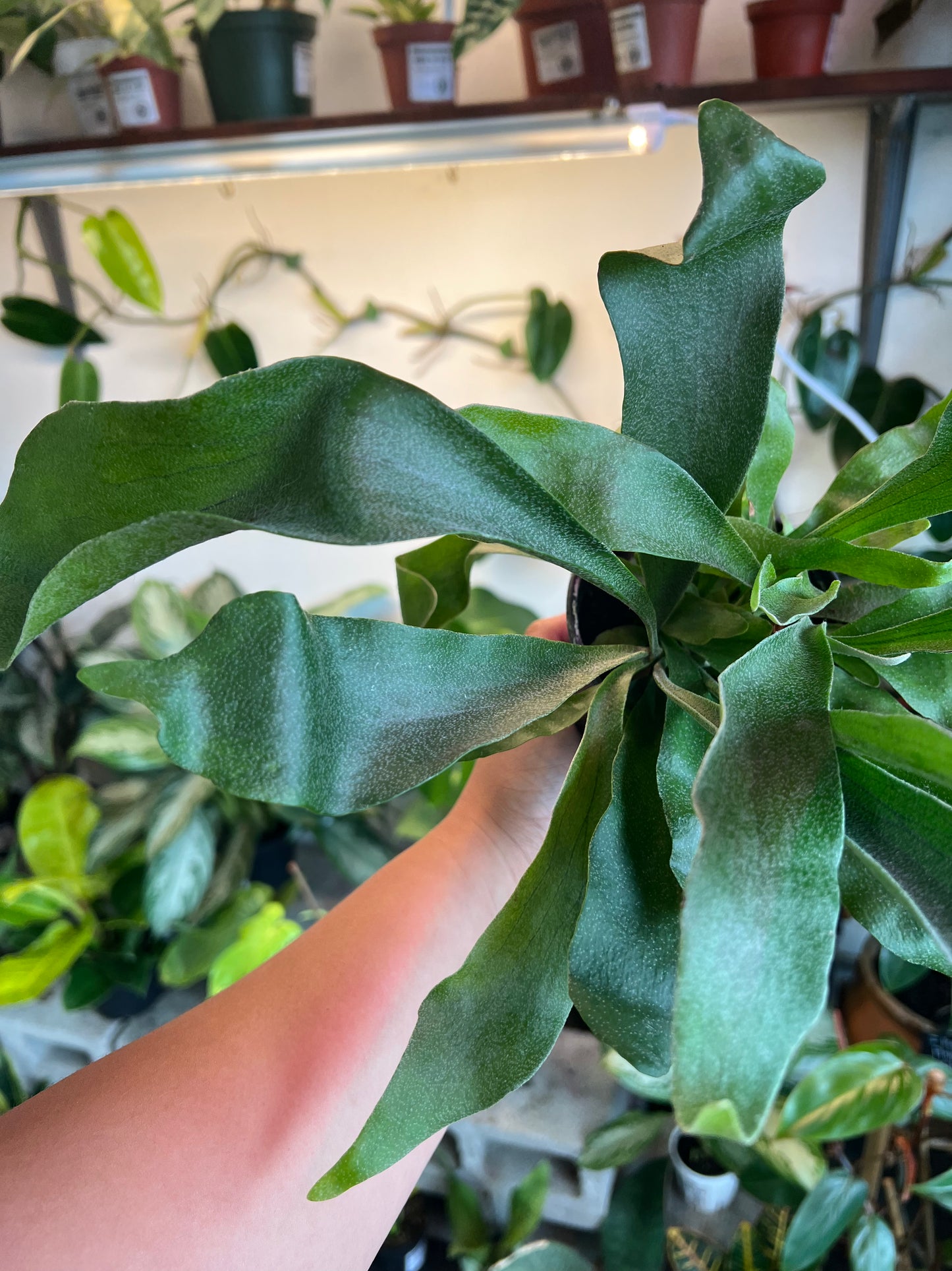 Staghorn Fern