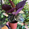 Calathea 'Medallion'