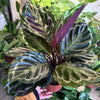 Calathea 'Medallion'