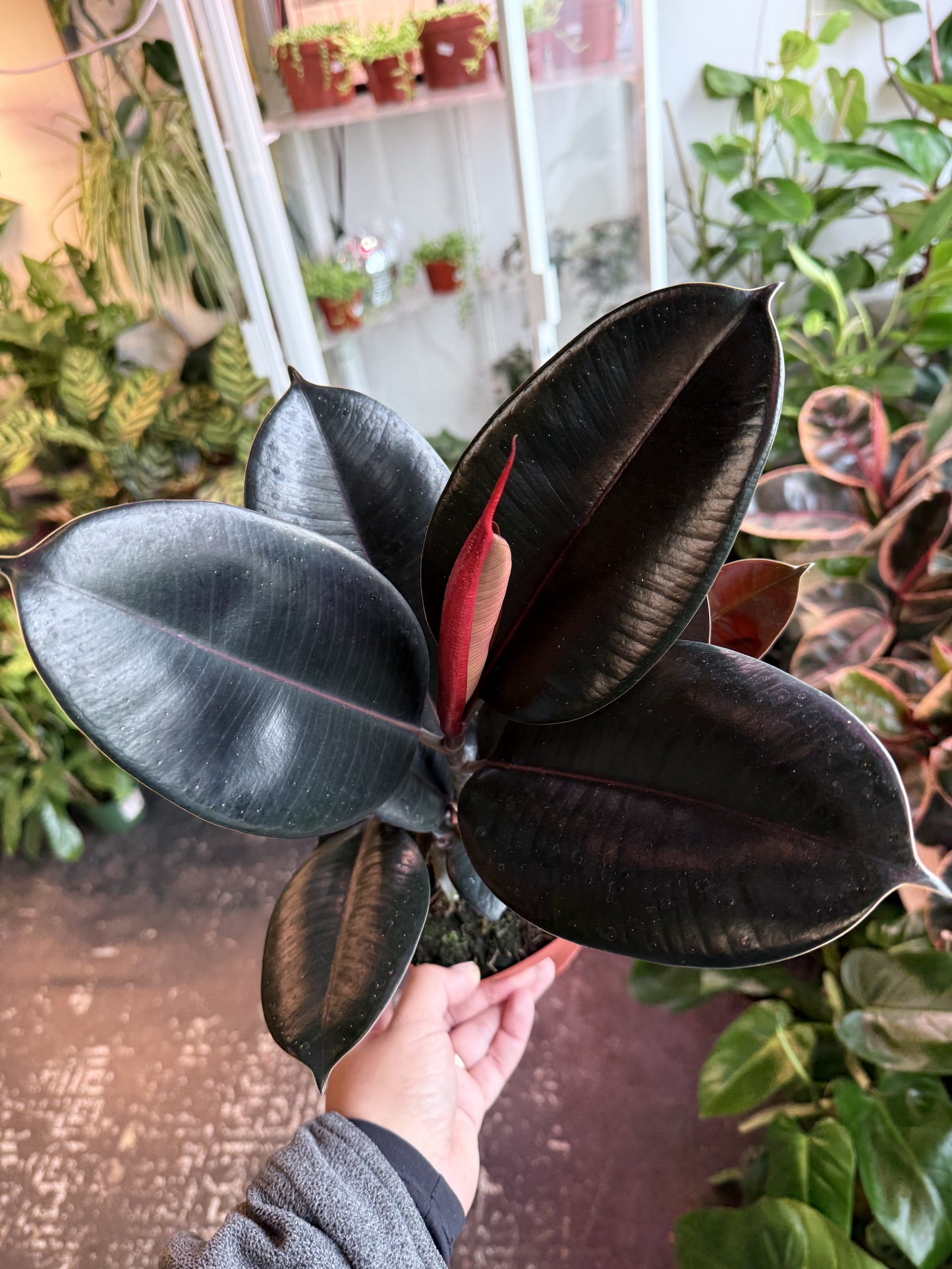ficus elastica burgundy rubber tree Ficus 'Elastica Burgundy' – Humboldt Houseplants