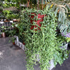 String of Bananas