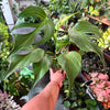Monstera 'Burle Marx Flame'