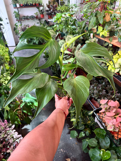 Monstera 'Burle Marx Flame'