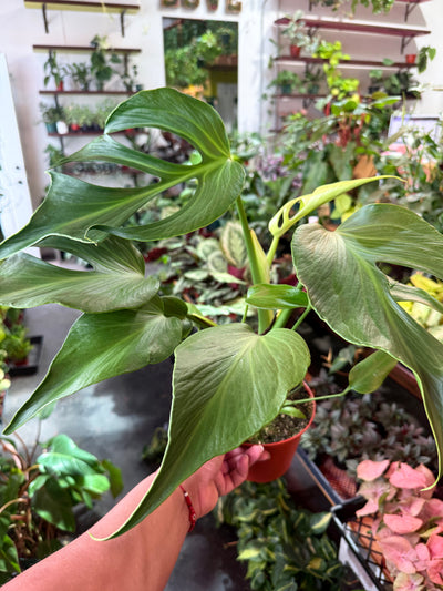 Monstera 'Burle Marx Flame'