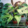 Monstera 'Burle Marx Flame'