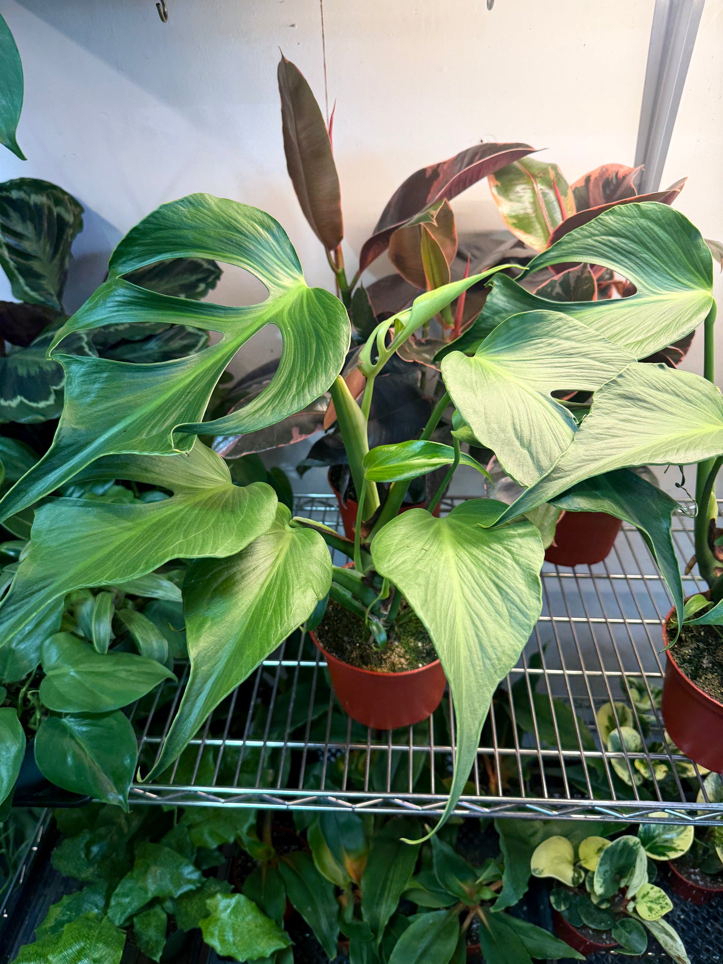 Monstera 'Burle Marx Flame'