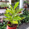 Croton 'Gold Dust'
