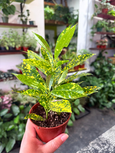 Croton 'Gold Dust'