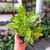 Croton 'Gold Dust'