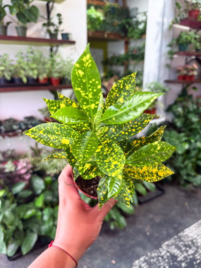 Croton 'Gold Dust'