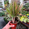 Dracaena ‘Bi-Color’