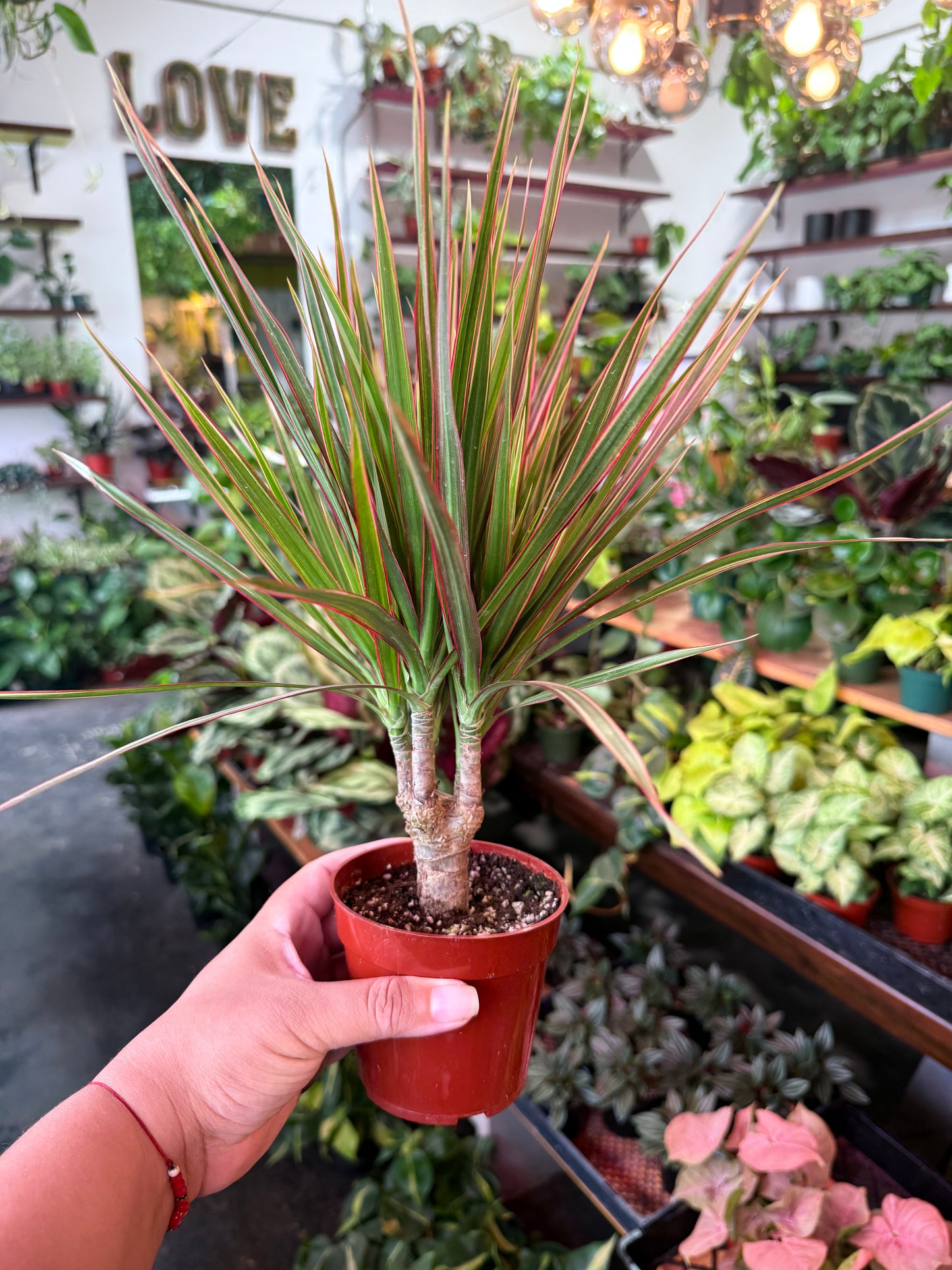 Dracaena ‘Bi-Color’