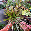 Dracaena ‘Bi-Color’