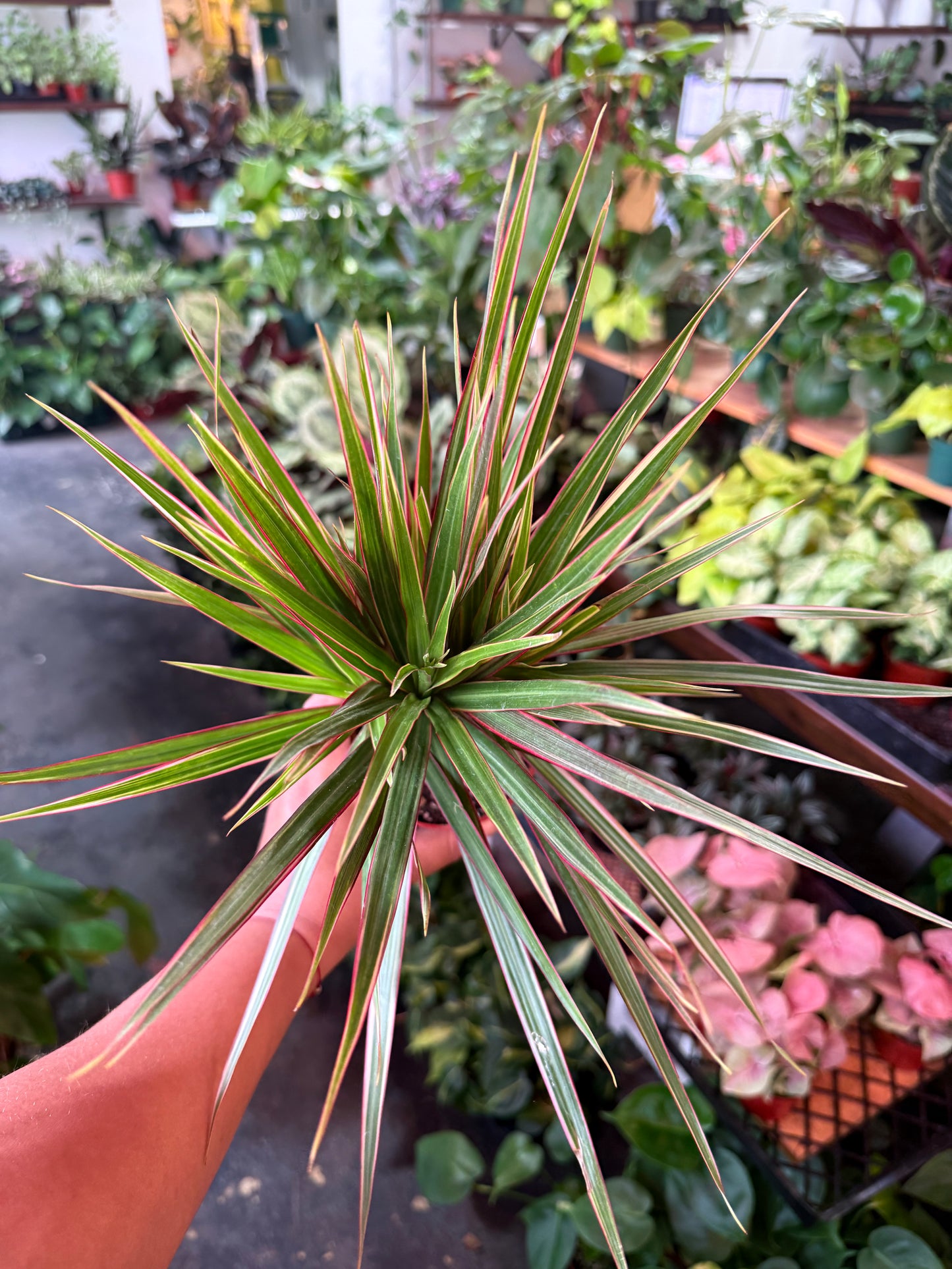 Dracaena ‘Bi-Color’