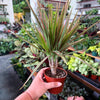 Dracaena ‘Bi-Color’