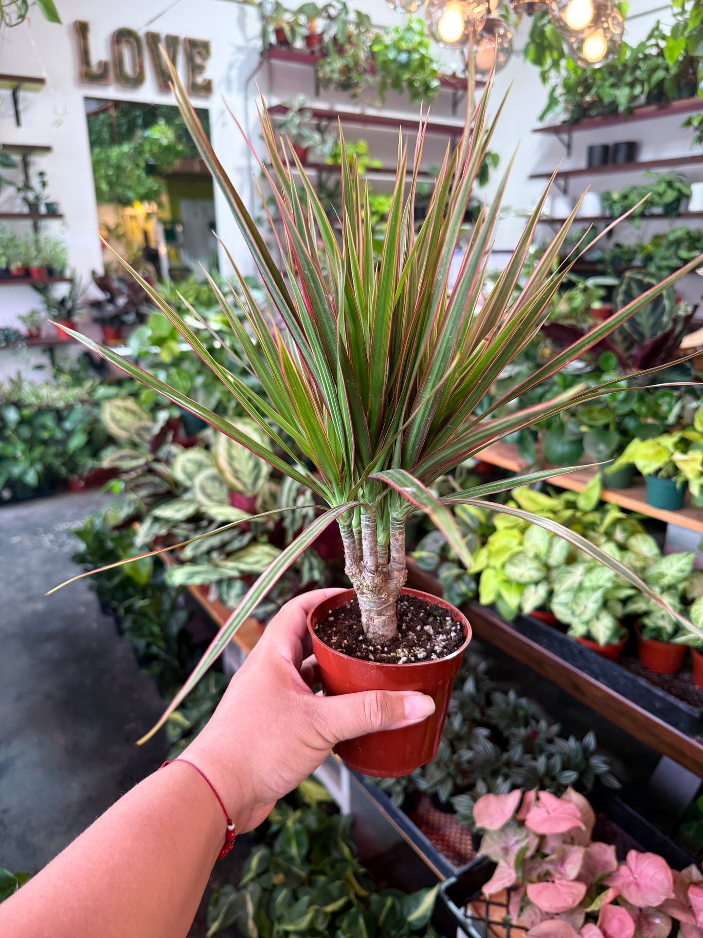 Dracaena ‘Bi-Color’